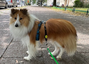 Picture of a sable and white Shetland Sheepdog. The picture is taken from the side, and the head is looking slightly beyond the camera, in a three quarter profile. The dog is wearing a teal harness, connected to a small black bungee. The bungee is connected to a green biothane leash. In the background you can see a sidewalk, a bit of grass, and some cars.